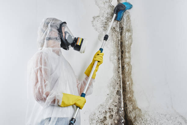 Best Local Mold Removal Service  in New Mford, IL