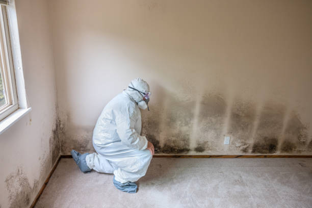 Mold Removal and Inspection in New Milford, IL