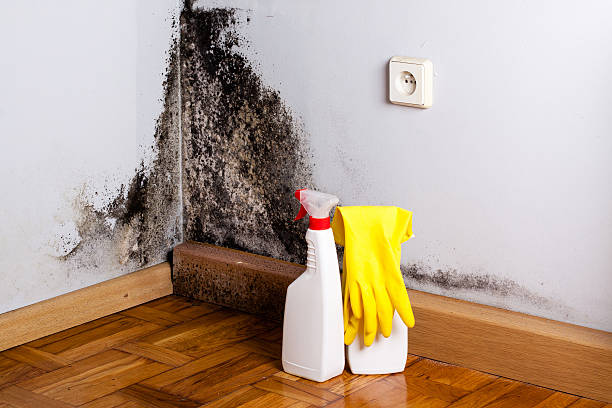 Best Toxic Mold Removal  in New Mford, IL