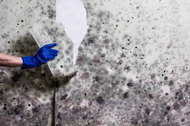 Best Mold Damage Repair  in New Mford, IL